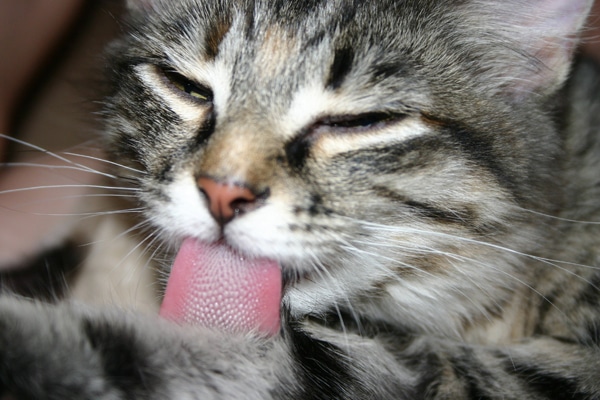 Cat peeing on floor drinking water Extreme gangbang hd
