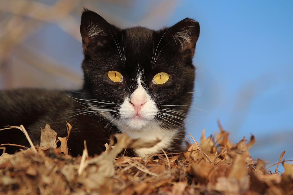 Helping Feral Cats Is Up to You Catster