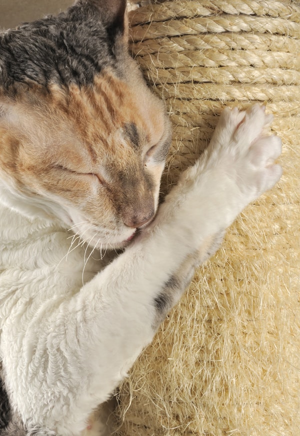 cat eyes closed scratching arrival catster cats prepare