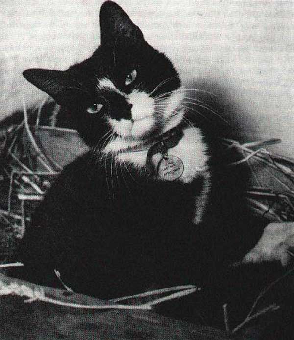 Simon The Cat Hms Amethyst Simon The Cat Hms Amethyst