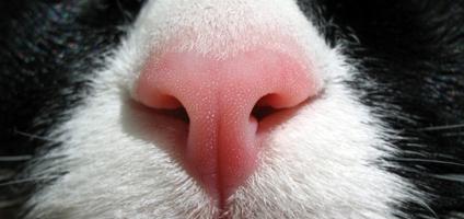 Image result for cat nose