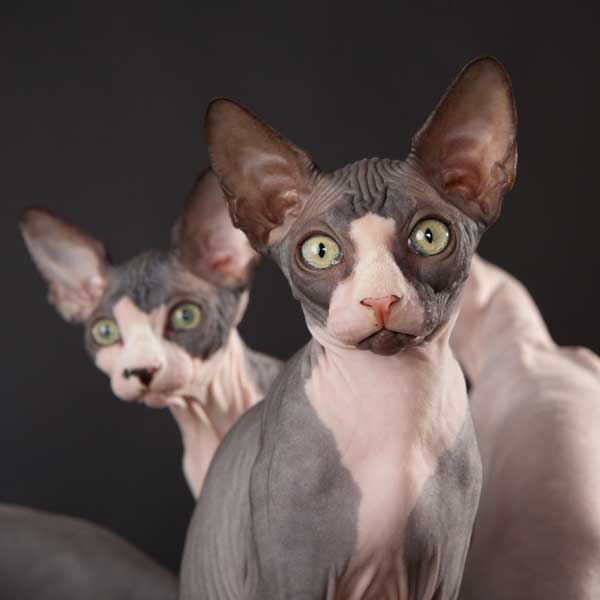 Get to Know the Sphynx The Naked Aliens of the Cat World Catster