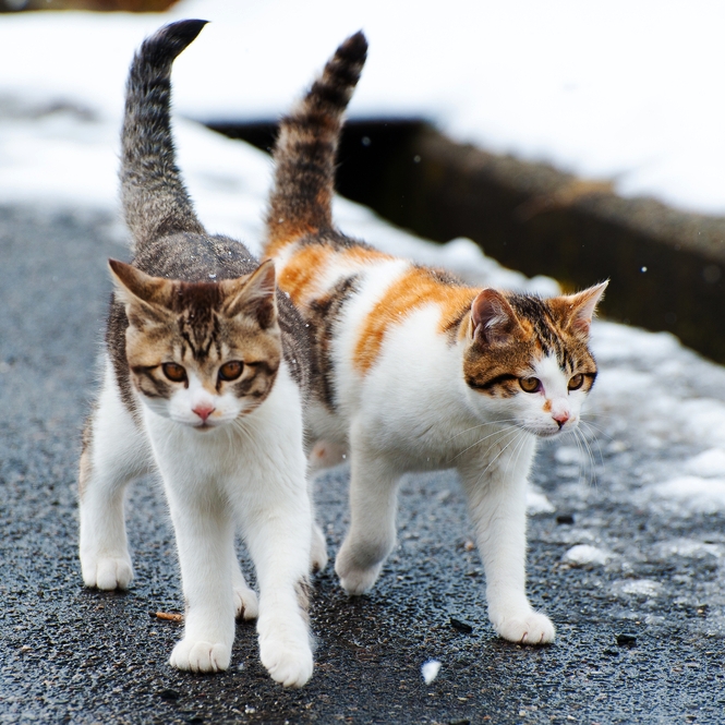 A Faulty Rabies “Study” Killing Strays Rather than Using TNR