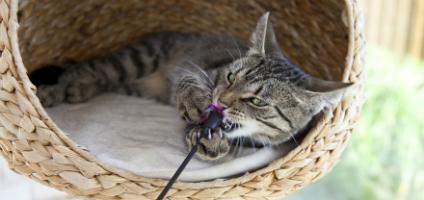 Why Does My Cat Like Play In The Litter Box Why Does My Cat Like Play In The Litter Box
