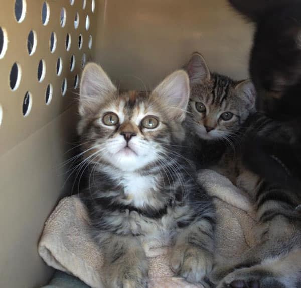 How Far Do Cats Transport Kitten How Far Do Cats Transport Kitten