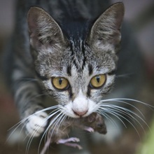 Image result for feral cats eat rat