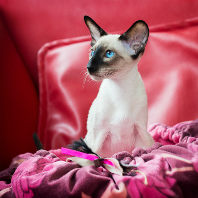 Kelley Black Book >> Get to Know the Siamese: A Long, Lean Singing Machine ... Kelley Black Book >> Get to Know the Siamese: A Long, Lean Singing Machine ...