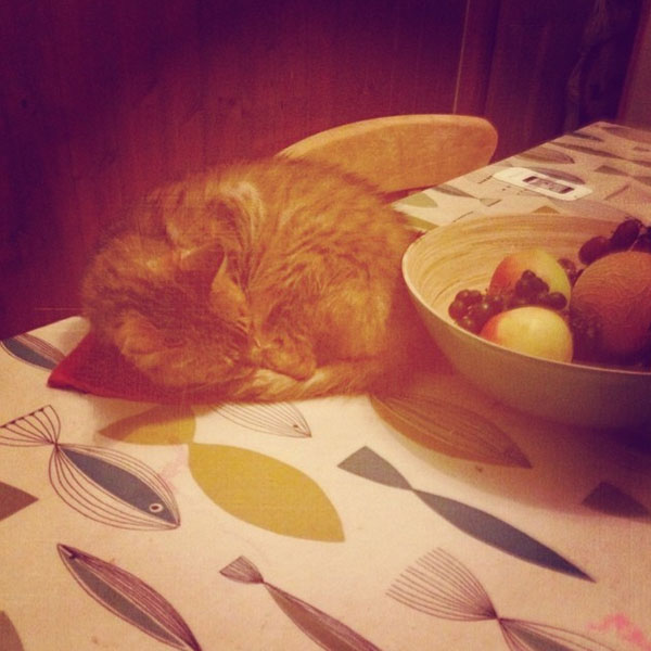 can dogs eat guava are fruits safe for cats catster can dogs eat guava are fruits safe for cats catster