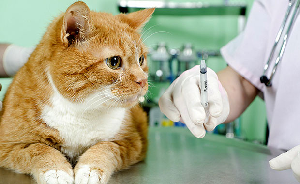 Ask a Vet How Often Do Cats Need Shots? Catster