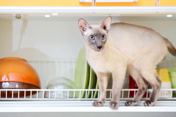 What Household Chemical Are Fatal To Cats Dogs What Household Chemical Are Fatal To Cats Dogs