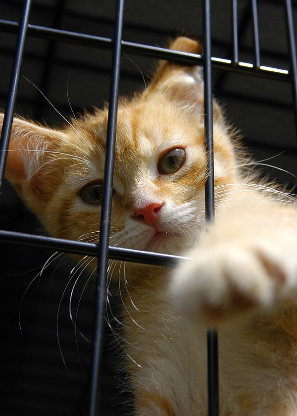 8 Ways You Can Help as a Cat Shelter Volunteer - Catster