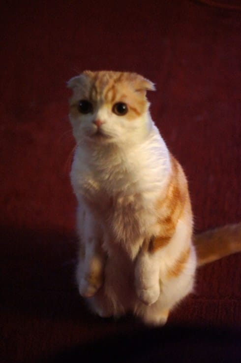 meet waffles the scottish fold sensation catster fancy couture