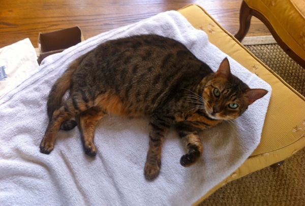My Cat Will Only Eat Treats Suddenly My Cat Will Only Eat Treats Suddenly