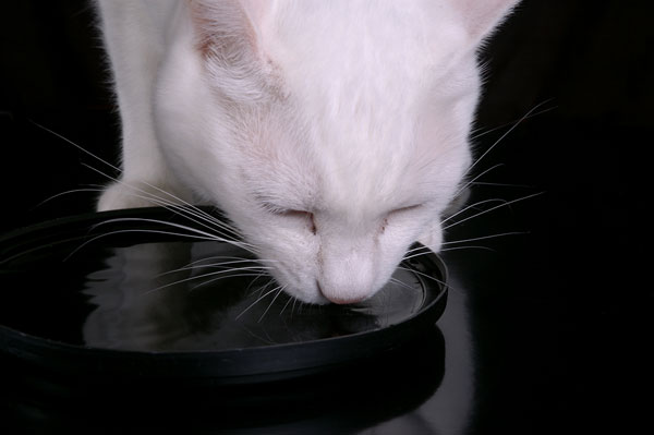 10 Ways to Make Sure Your Cats Drink More Water Catster