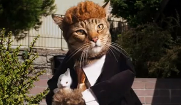 woodycat