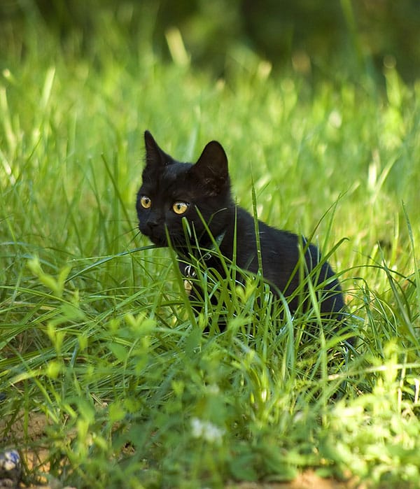 My Black Cat Tailsy Came Back After Being Lost For A Year Catster