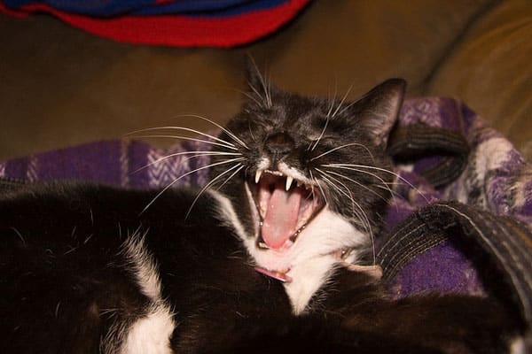 10 Cats YELLING — Oh My, What a Racket! - Catster
