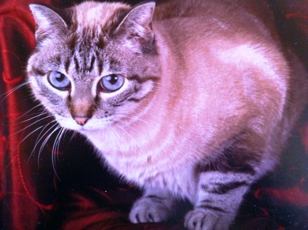 My Cat Is Dying How To Keep Her Comfortable My Cat Is Dying How To Keep Her Comfortable