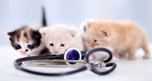 Image result for Veterinarians cats