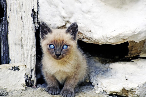 Kitten