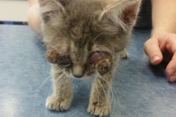 Stevie the Kitten Beat an Infection But Lost Her Eyesight Catster