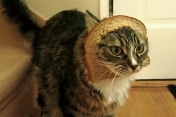 Paul Klusman Cat Videos Paul Klusman Cat Videos