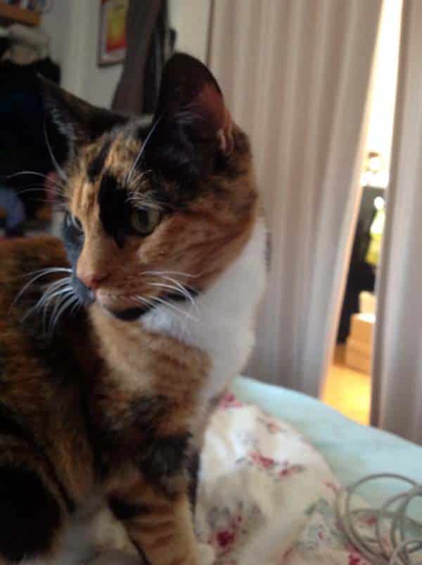 pretty brandy