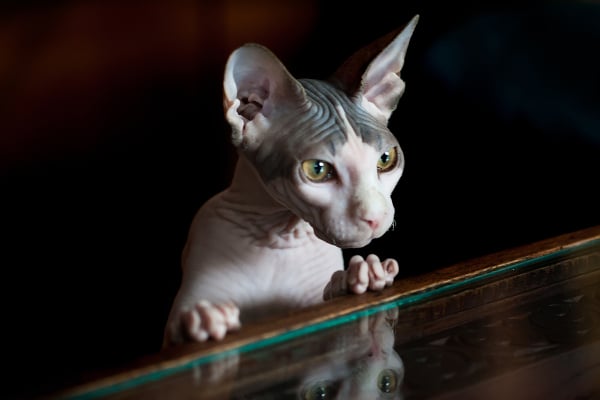 8-cat-allergy-sphynx-266884010