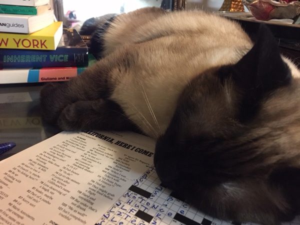 Cat on crossword puzzle