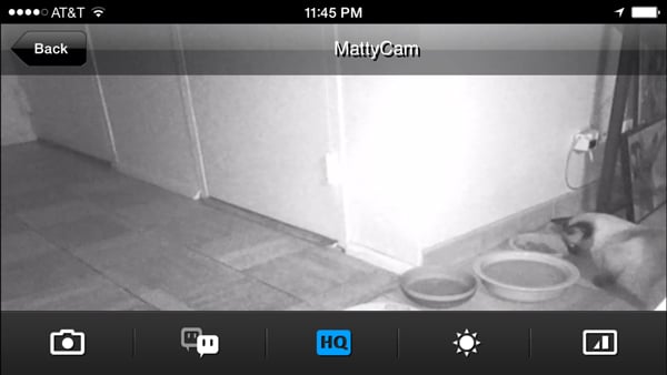 Night vision footage of cat.