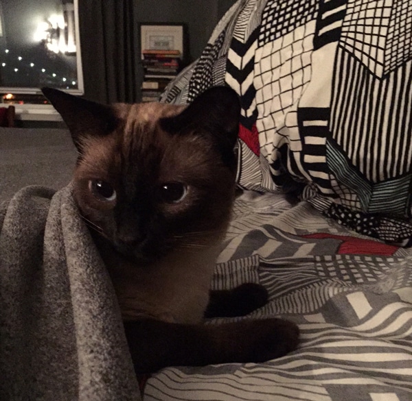 Siamese cat in sheets.