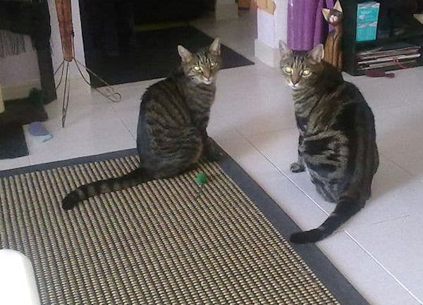 Spider and Lugosi matching tabby rug