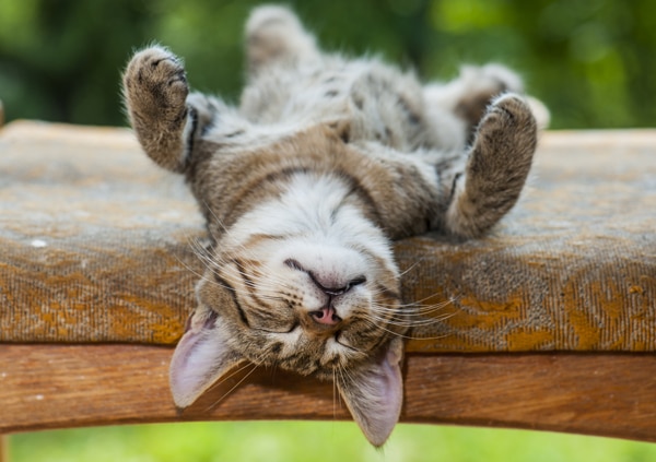 sleeping-cat-1.jpg