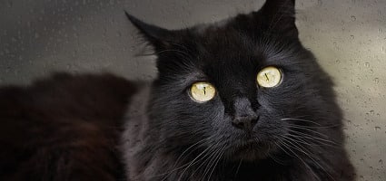 How To Bring Good Luck 7 ways black cats bring good luck around the world - catster How To Bring Good Luck 7 ways black cats bring good luck around the world - catster