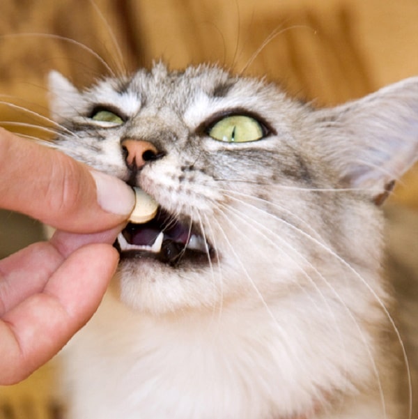 how to get a to take a pill how to get your cat to take pills catster how to get a to take a pill how to get your cat to take pills catster