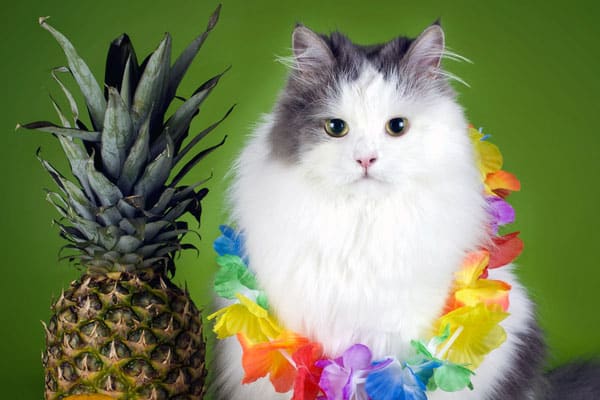 Is It Safe For Cats To Eat Honey Is It Safe For Cats To Eat Honey