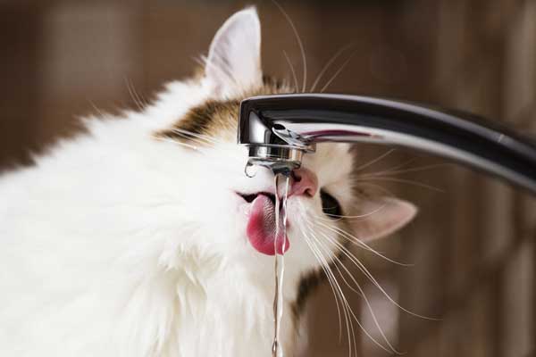 10 Ways to Get Your Cat to Drink More Water Catster
