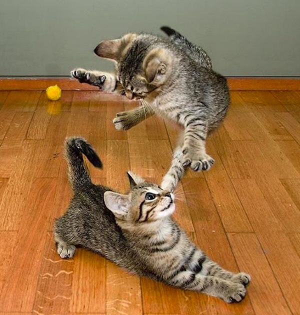 kung fu kitty cat toys