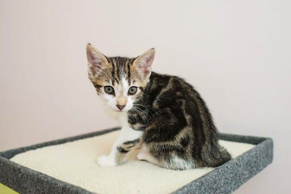 30 Unbearably Cute Cat Pictures from Los Angeles Kitten ...