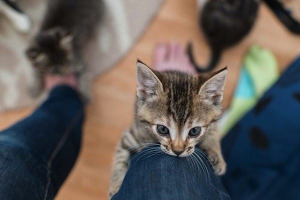 Http Www Catster Com Lifestyle Best Cat Litter Quest Http Www Catster Com Lifestyle Best Cat Litter Quest