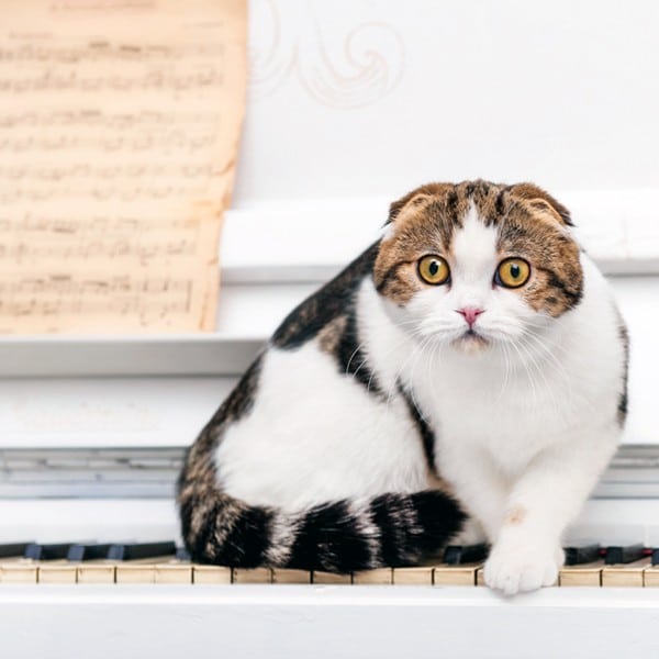 Musical Cats in History The Bizarre Story of the Cat Piano Catster