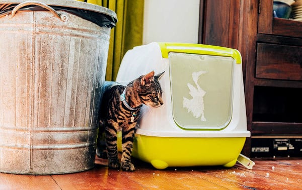 How to Get That Catty Smell Out of Your Home - Catster