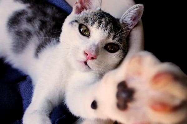 Cat Meows When Touching Leg Cat Meows When Touching Leg