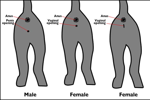 How To Tell Sex Of A Cat 90