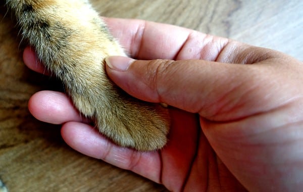 Cat Breeds Susceptible To Cat Nip Cat Breeds Susceptible To Cat Nip