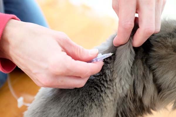 Giving SubQ Fluids Can Save Your Cat; Here’s How to Do It