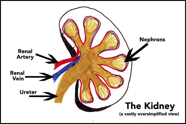 What You Need to Know About Feline Chronic Kidney Disease ... diagram of blood through the kidney 