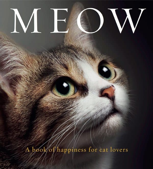 The Cat S Meow And Other Sayings The Cat S Meow And Other Sayings