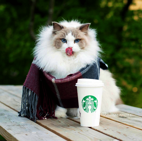 Princess Aurora’s “Royal Beauty” Is a Hit on Instagram Catster
