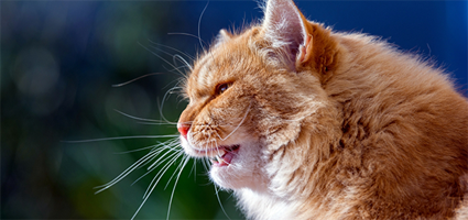 My Cat Meows All Day Long For Attention My Cat Meows All Day Long For Attention